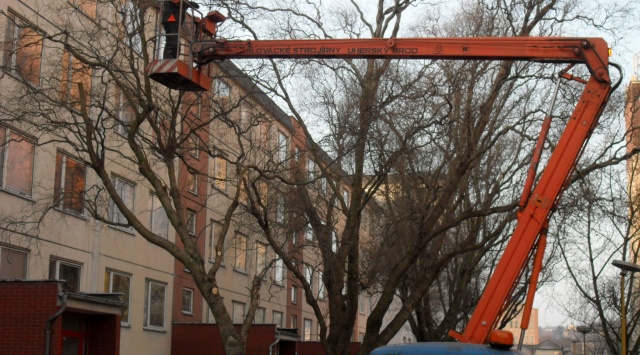 Dobu vegetačního klidu využívají TS města Kutná Hora  k prořezu stromů